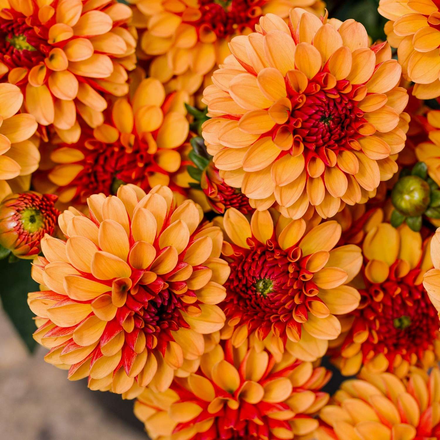 Daalia 'American Sunset'